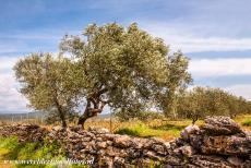 Vlakte van Stari Grad - Vlakte van Stari Grad: Een olijvengaard omringd door een gestapelde natuurstenen muur. Voor de stapelmuren werden stenen 'droog' op elkaar...