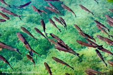 Nationaal Park Plitvicemeren - Nationaal Park Plitvicemeren: De Plitvicemeren zitten vol met wilde viss, zoals zalmsoorten. De kleur van het water van de...