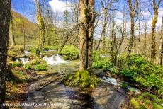 Nationaal Park Plitvicemeren - Nationaal Park Plitvicemeren: De waterval Veliki Burget stroomt vanuit het meer Burget Jezero. De Plitvicemeren worden gevoed door de...