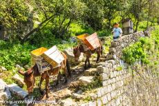 Natural and Culturo-Historical Region of Kotor - Natural and Culturo-Historical Region of Kotor: Two donkeys carrying up restoration materials to the old fortress of San Giovanni, the fortress of...