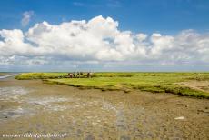 Dutch part of the Wadden Sea - Wadden Sea: A group of mudflat hikers crossing the Wadden Sea, the mudflats are still bare, the sand flats are covered by sea grasses,...