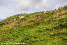 Bend of the Boyne - Dowth - Brú na Bóinne - Archaeological Ensemble of the Bend of the Boyne: Grazing sheep close to the crater on top of the Dowth...