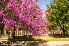Archeologisch Olympia - Archeologisch Olympia: Lente in Antiek Olympia, de Judasbomen staan in volle bloei boven de eeuwenoude ruiïnes. Het oude Olympia werd tot de...