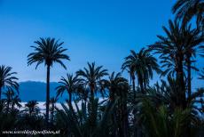 Palmeral of Elche - The Palmeral of Elche by night. The Palmeral of Elche is one of the largest palm groves in the world and the largest palm grove in Europe. The...