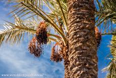 Palmeral of Elche - The Palmeral of Elche is a plantation of mostly date palms. The first palm trees were probably planted by the Carthaginians in the 5th...
