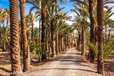 Palmeral van Elche - Een 'huerto' in de Palmeral van Elche. Er stonden ooit 200.000 palmen, maar in de loop der tijd zijn veel palmen verdwenen door...