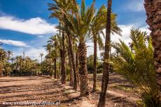 Palmeral of Elche - The Palmeral of Elche is composed of 97 different orchards, called huertos. It is thought that the first date palms were originally...