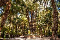 Palmeral van Elche - Palmeral van Elche: De Keizerlijke Palm, de Palmera Imperial, staat in de Jardín Huerto del Cura. In de Palmeral van Elche zijn...