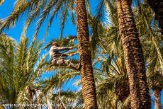 Palmeral van Elche - In de Palmeral van Elche ligt een botanische tuin, de Jardín Huerta del Cura, waar ze laten zien, hoe men in een palmboom...
