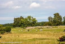 Agrarisch landschap van Zuid-Öland - Agrarisch landschap van Zuid-Öland: Grazende schapen op een grafveld uit de ijzertijd in de omgeving van de Stora Alvaret, de Grote Alvar. Op...