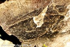 Prehistorische rotstekeningen in de Côa Vallei - Prehistorische rotskunst in de Côa Vallei: Een vrij zeldzame rotstekening van een vis is slechts gedeeltelijk bewaard gebleven,...