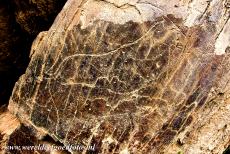 Prehistorische rotstekeningen in de Côa Vallei - Prehistorische rotskunst in de Côa Vallei: Rotstekeningen van berggeiten komen veel voor. De tekeningen van berggeiten behoren tot...