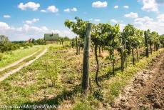 Cultuurlandschap Fertö / Neusiedlersee - Cultuurlandschap van de Fertö / Neusiedlersee: Een wijnboerderij, omgeven door wijngaarden, in het Hongaarse dorpje Fertöboz....