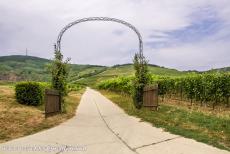 Tokaj wijnstreek - Historisch cultuurlandschap van de Tokaj wijnstreek: Het is niet zeker wanneer de eerste wijnen in de Tokaj wijnstreek werden gemaakt....