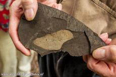 Fossielengebied de Groeve Messel - Fossielenvindplaats Groeve Messel: De afdruk van een boomblad op een stukje oliehoudende schalie. Ruim 40.000 fossielen werden tot op heden...