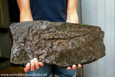 Fossielengebied de Groeve Messel - Een fossiel in oliehoudende gesteente, gevonden in de Groeve Messel in Duitsland. Tijdens de winning van oliehoudende schalie, werd...