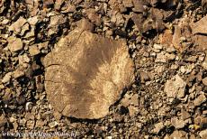 Fossielengebied de Groeve Messel - Fossielenvindplaats Groeve Messel: Miljoenen jaren geleden werd het oppervlak van dit kleine stukje oliehoudende steen bewerk door stromend...