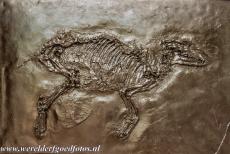 Fossielengebied de Groeve Messel - Fossielenvindplaats Groeve Messel: Een kopie van een fossiel, dat werd gevonden in de Groeve Messel. Het is een oerpaardje van 50...