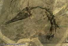 Monte San Giorgio - Monte San Giorgio: Fossiel van Saurichthys curionii, te zien in het fossielenmuseum in Meride. De Saurichthys curionii was een vis van...