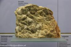 Monte San Giorgio - Monte San Giorgio: De Sulcirostra alpina, tentoongesteld in het fossielenmuseum van Meride in Italië. Miljoenen jaren geleden was de Monte...