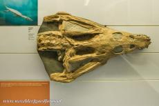 Monte San Giorigo - Monte San Giorgio: De schedel van deze Nothosaurus giganteus werd gevonden in de Besano formatie in Italië. In...