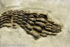 Monte San Giorigo - Monte San Giorgio: Een fossiel van de Acrodus georgii, het fossiel werd gevonden in de Besano formatie van Lombardije...