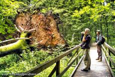 Oerbos van Białowieża - Het bos van Białowieża is het laatste oerbos van Europa. In drassige delen van het oerbos van Białowieża loopt je over houten vlonders. Het...