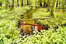 Oerbos van Białowieża - Een beek stroomt door het bos van Białowieża. Grote delen van het bos zijn moerassig. Bomen zijn bedekt met een laag mos, erop groeien...