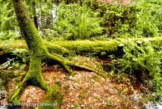 Oerbos van Białowieża - Het oerbos van Białowieża: Een met mos begroeide boom in het laatste oerbos van Europa. Een deel van het oerbos van Białowieża ligt in het...
