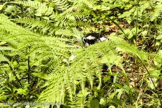 Oerbos van Białowieża - Białowieża Nationaal Park: Een witrugspecht verschuilt zich in het oerbos van Białowieża. De vrouwtjes hebben een rode kop, de mannetjes een...
