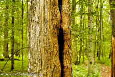 Oerbos van Białowieża - Het oerbos van Białowieża: Een door de vorst kapot gevroren boom. Een oerbos wordt niet of nauwelijks beïnvloed door menselijk ingrijpen,...