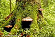 Oerbos van Białowieża - Het oerbos van Białowieża: Een met mos en roodgerande houtzwammen begroeide boom. Op de bosbodem en bomen groeien duizenden...