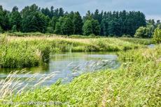 Oerbos van Białowieża - De wetlands van Białowieża Nationaal Park, een groot natuurgebied in het noordoosten van Polen. In het park ligt het oerbos van...