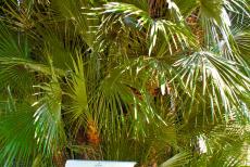 Botanische Tuin van Padua - Botanische Tuin (Orto Botanico) van Padua: De Goethe-palm wordt zo genoemd, omdat dichter en schrijver Goethe over de palmboom schreef in zijn...