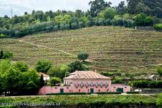 Alto Douro Wine Region - Alto Douro Wine Region: Terraced vineyards surround a quinta, a Portuguese wine-producing farm. On the steep and rocky slopes vines have been...