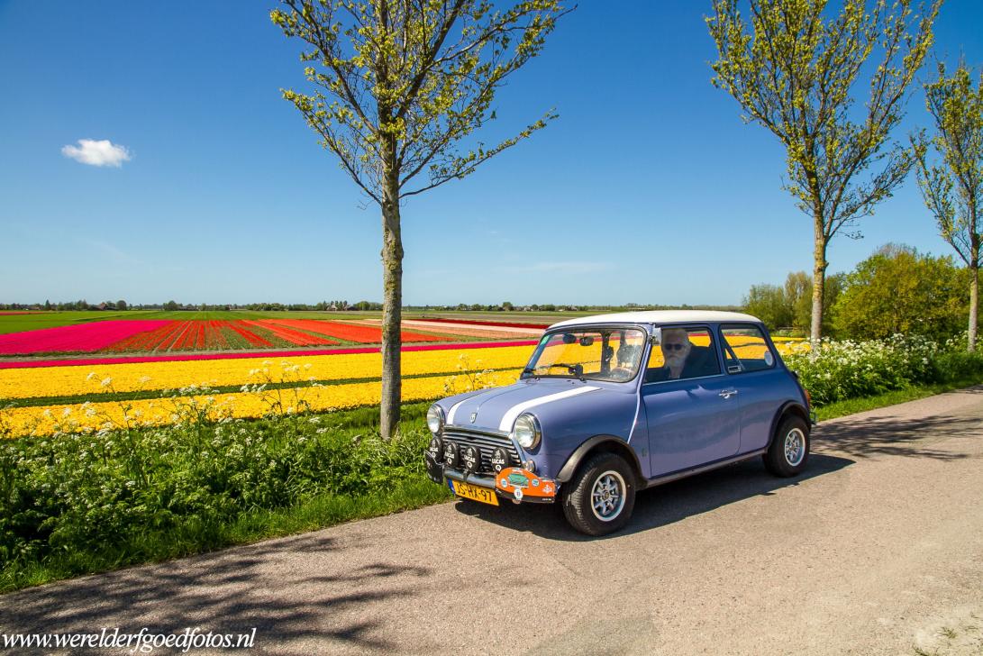 Droogmakerij de Beemster (Beemster Polder) - Spring in the Beemster Polder. A classic Mini in front of one of the flowering tulip fields of the Beemster Polder. For those who wish to visit...