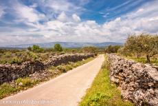 Vlakte van Stari Grad - De Vlakte van Stari Grad is een cultureel landschap en eveneens een natuurreservaat. De olijf- en wijngaarden op de Vlakte van Stari Grad...