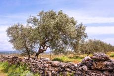 Stari Grad Plain - Stari Grad Plain: An olive orchard surrounded by a dry stone wall, the walls are evidence of the system of land division used by...