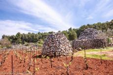 Stari Grad Plain - Stari Grad Plain: Several ancient trims in a vineyard, trims are tiny dry stone shelters. Nowadays, about ninety trims are preserved in the Stari...