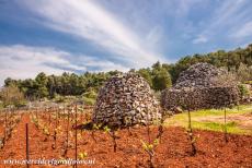 Stari Grad Plain - Stari Grad Plain: Several ancient trims in a vineyard, trims are tiny dry stone shelters. Nowadays, about ninety trims are preserved in the Stari...
