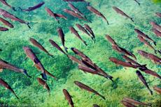 Plitvice Lakes National Park - Plitvice Lakes National Park: The Plitvice Lakes are filled with wild fish such as trout species. The amazing colours of the lakes change...