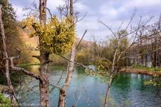Plitvice Lakes National Park - Plitvice Lakes National Park: Mistletoe grows on a tree near the Gradinsko Lake. The Gradinsko Lake is situated 553 metres above sea level....