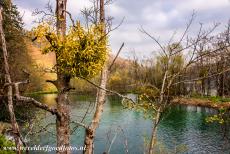 Nationaal Park Plitvicemeren - Nationaal Park Plitvicemeren: Een bos maretak groeit op een boom bij het Gradinsko Jezero, het meer ligt 553 meter boven zeespiegel. Op veel...