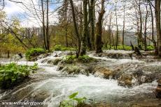 Nationaal Park Plitvicemeren - Nationaal Park Plitvicemeren: De waterval Galovacki Buk stroomt in het meer Gradinsko Jezera. De Galovacki Buk is een 16 meter hoge...