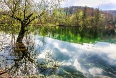 Plitvice Lakes National Park - Plitvice Lakes National Park: The Galovac Lake is situated 582 metres above sea level, this lake is one of the largest lakes of the Plitvice...