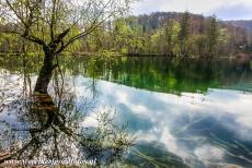 Nationaal Park Plitvicemeren - Nationaal Park Plitvicemeren: Het Galovac Jezero ligt 582 meter boven zeeniveau, het is een van de grootste meren van de Plitvicemeren. Het...