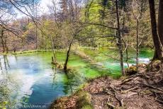 Plitvice Lakes National Park - Plitvice Lakes National Park: A travertine dam in one of the Upper Lakes, the Gornja Jezera, the lakes are separated by natural dams of...