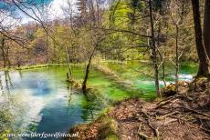 Nationaal Park Plitvicemeren - Nationaal Park Plitvicemeren: Enkele met waterplanten begroeide dammen van travertijn in een van de Bovenmeren. Alle meren worden van...