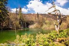 Plitvice Lakes National Park - The Galovac Lake is the eight highest lake in Plitvice Lakes National Park, the national park is an imposing collection of more than ninety...