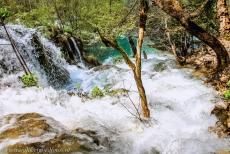 Plitvice Lakes National Park - Plitvice Lakes National Park: A young tree in the wild waters of the Milanovački Slap Waterfall, a ten metres high waterfall at the...